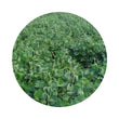 Load image into Gallery viewer, SEED LAB LAB HIGHWORTH 25KG (J3)