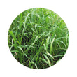 Load image into Gallery viewer, SEED GATTON PANIC PER KG (J8)