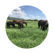 Load image into Gallery viewer, SEED HORSEMAXX TROPICAL PASTURE 20KG (J12)