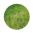 Load image into Gallery viewer, SEED COUCH LAWNMAXX COUCH/MILLET MIX PER KG
