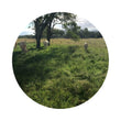 Load image into Gallery viewer, SEED TROPMAXX COASTAL PER KG