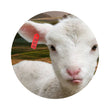 Load image into Gallery viewer, EAR TAG FLEXITAG RED STANDARD EACH