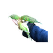 Load image into Gallery viewer, BIRD MILLET SPRAY 200g