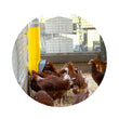 Load image into Gallery viewer, FEEDER CHOOK TOWER