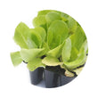 Load image into Gallery viewer, PEAT MOSS 225L TPM FINE 0-7MM