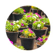 Load image into Gallery viewer, PEAT MOSS 225L TPM FINE 0-7MM
