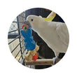 Load image into Gallery viewer, BIRD TOY - CHEW - BUNNY - A8590