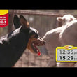 Load and play video in Gallery viewer, DOG FOOD COPRICE WORKING DOG 20KG