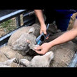 Load and play video in Gallery viewer, EAR TAGGER FLEXITAGGER/MULTITAGGER LEADER ALLFLEX