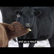 Load and play video in Gallery viewer, WEANER CALF QUIETWEAN EACH