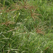 Load image into Gallery viewer, SEED CALLIDE RHODES COATED PER KG