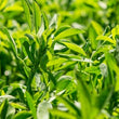 Load image into Gallery viewer, SEED LUCERNE FORCE 7.2 FIELD FORCE PLUS PER KG