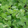 Load image into Gallery viewer, SEED BURGUNDY BEAN PRESTO PER KG