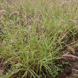Load image into Gallery viewer, SEED CALLIDE RHODES COATED PER KG