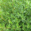 Load image into Gallery viewer, SEED SECA STYLO COATED PER KG
