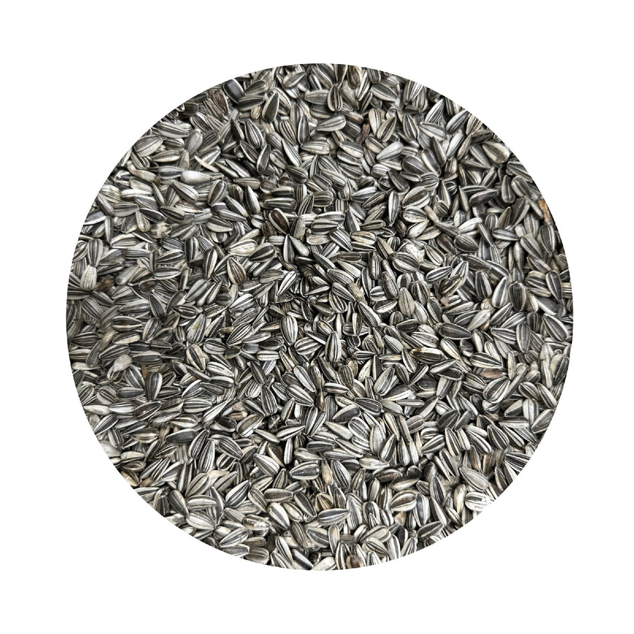 grey striped sunflower seeds for planting Avigrain - Grey Stripe Sunflower Seed