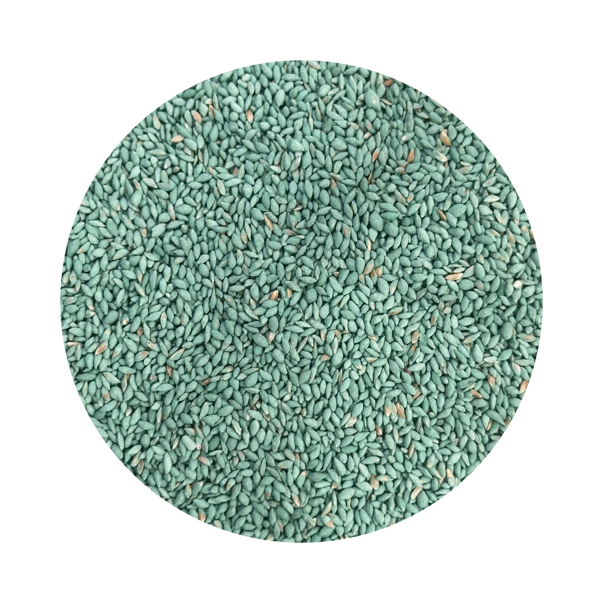 Green Couch (Bermuda) Grass Seeds Per Kg Northside Produce Agency