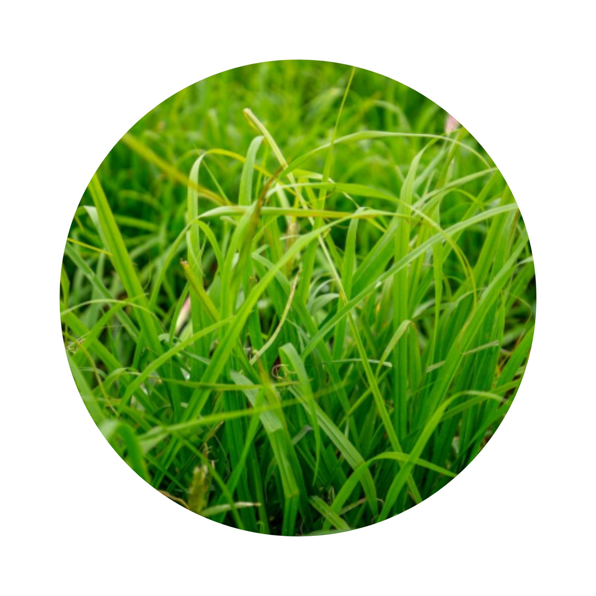 Premier Digitaria Digitaria Eriantha Seeds Per Kg Northside Produce Agency