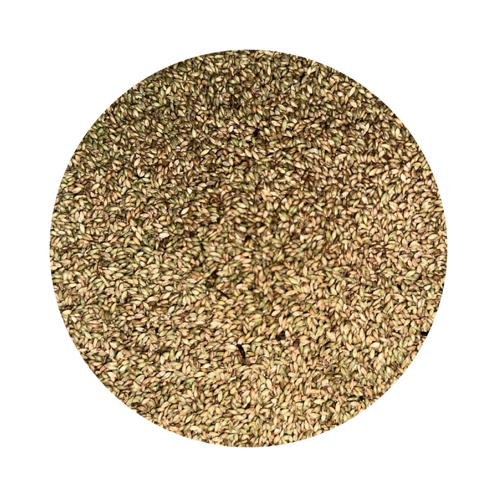 SEED SIGNAL GRASS UNCOATED PER KG 
