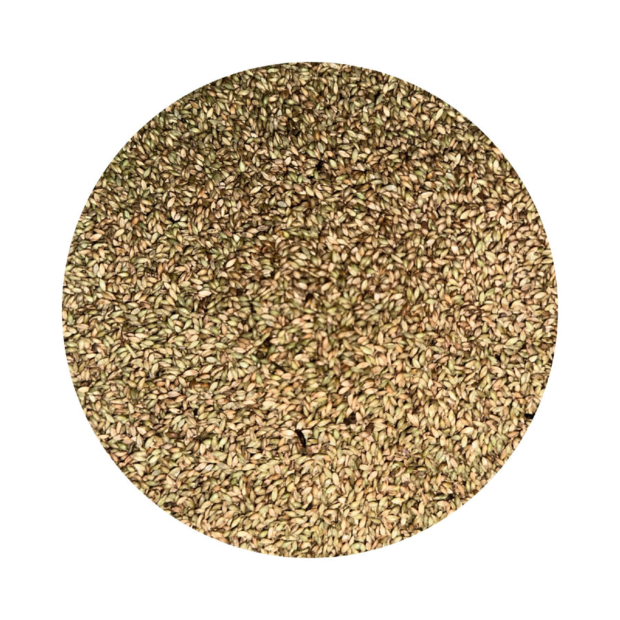 SEED SIGNAL GRASS UNCOATED PER KG