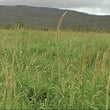 Load image into Gallery viewer, SEED SETARIA SPLENDA PER KG
