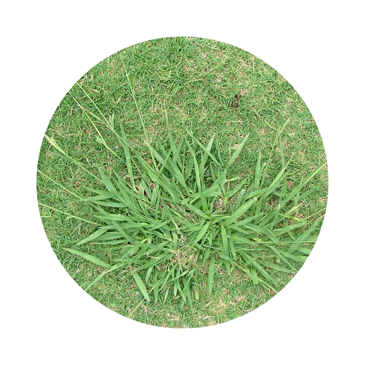 Paspalum Diliatatum Seeds 1kg Northside Produce Agency