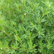 Load image into Gallery viewer, SEED SECA STYLO PER KG
