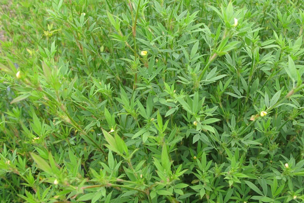 SEED STYLO SECA PER KG – Northside Produce Agency