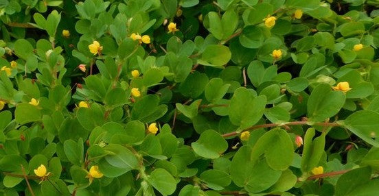 SEED WYNN CASSIA COATED PER KG 