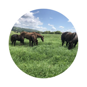 SEED HORSEMAXX TROPICAL PASTURE 20KG (J12)