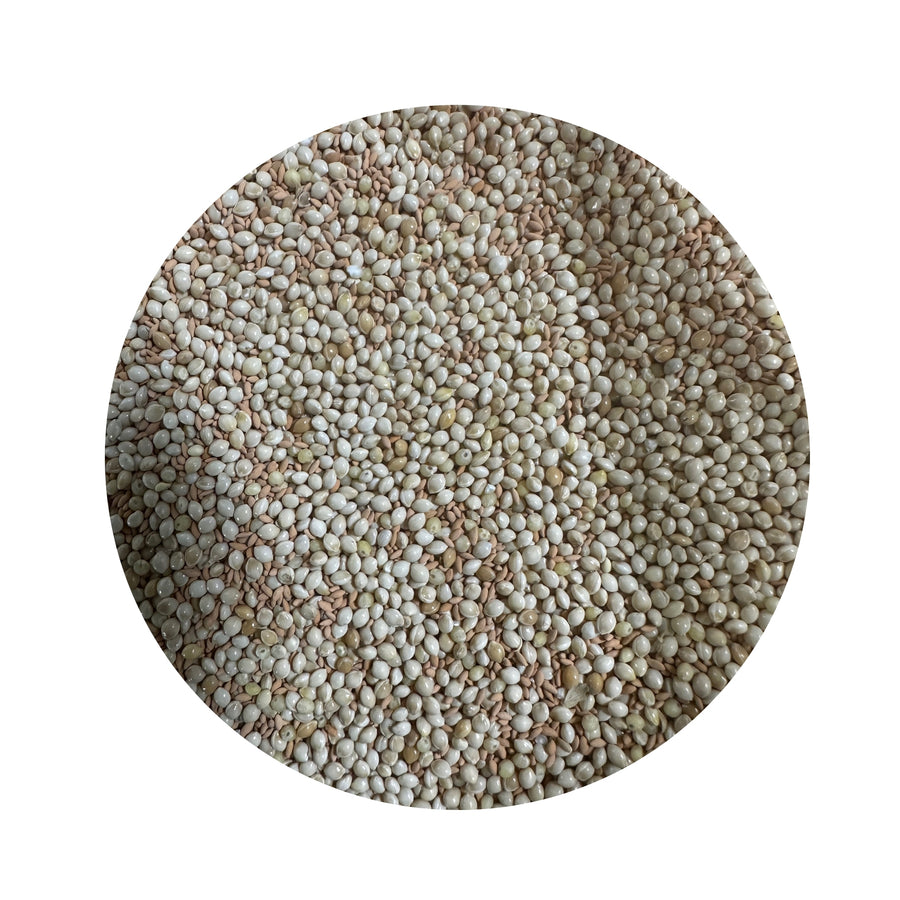 SEED COUCH LAWNMAXX COUCH/MILLET MIX 5KG