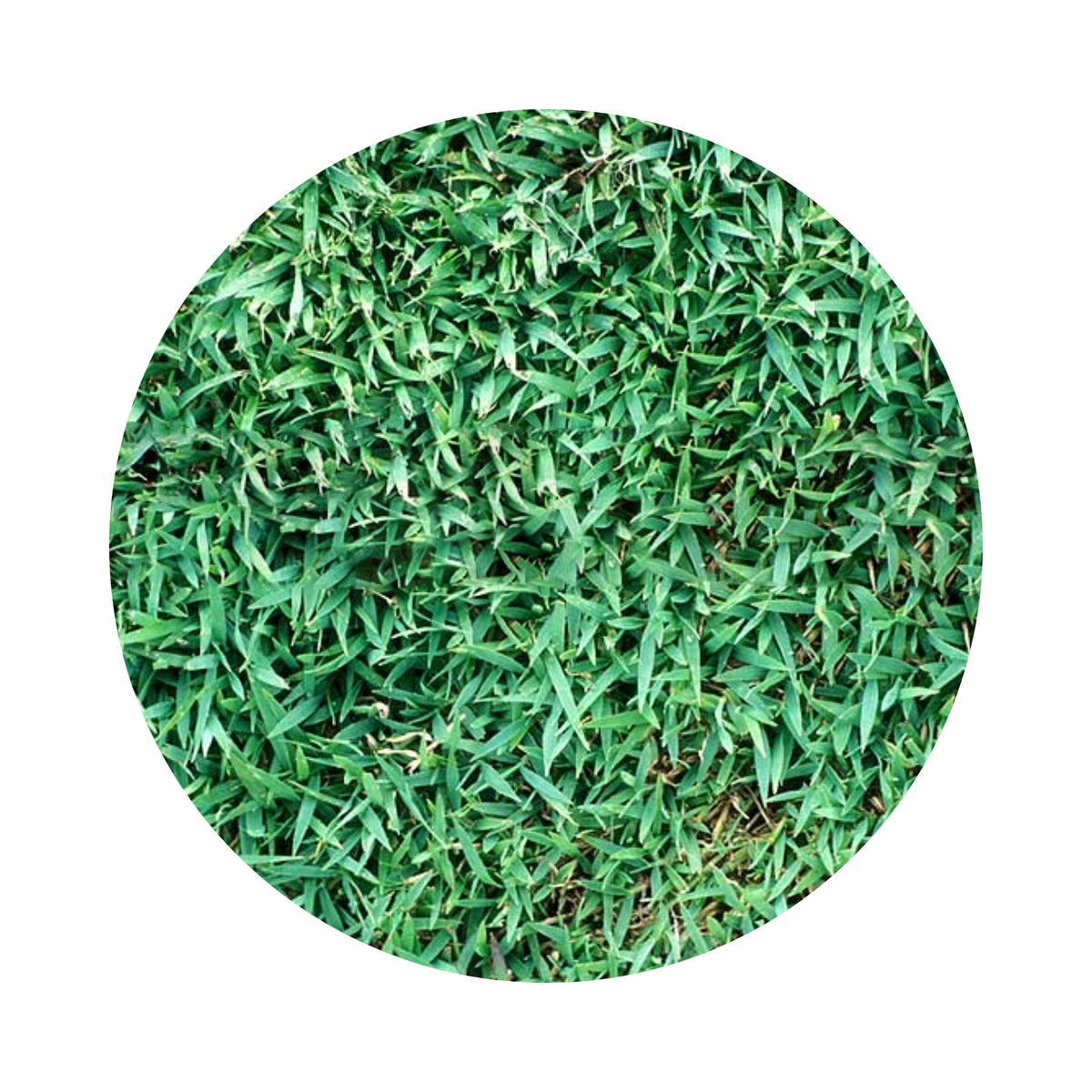 Queensland Blue Couch Grass Seeds - 1kg – Northside Produce Agency