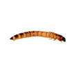 Load image into Gallery viewer, WORMS LIVE SUPER WORMS 50G PACK
