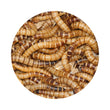 Load image into Gallery viewer, WORMS LIVE SUPER WORMS 50G PACK
