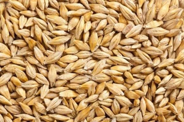 BARLEY WHOLE 20KG (M7)