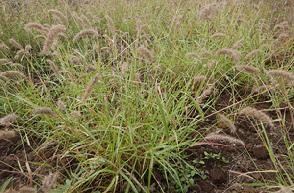 Callide Range SEED CALLIDE RHODES COATED PER KG – Northside Produce Agency